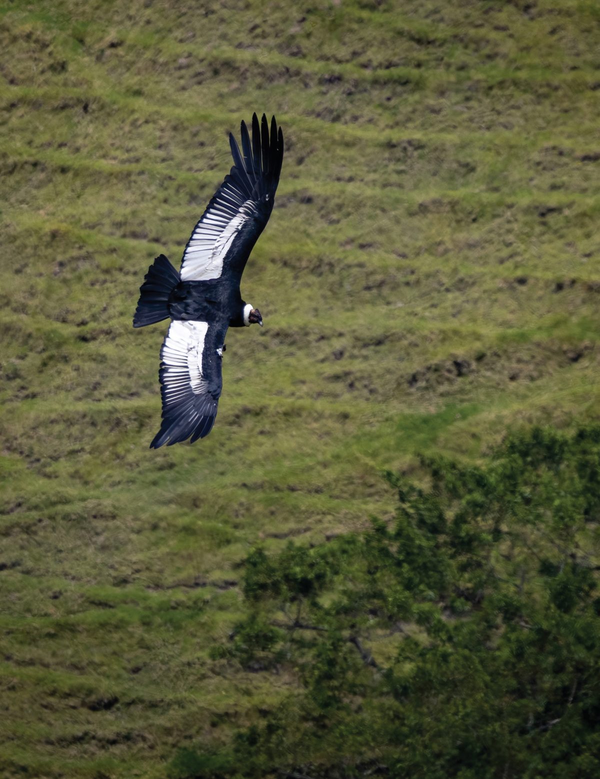An Andean condor gliding with wings fully spread above the green slopes of Cocora Valley.