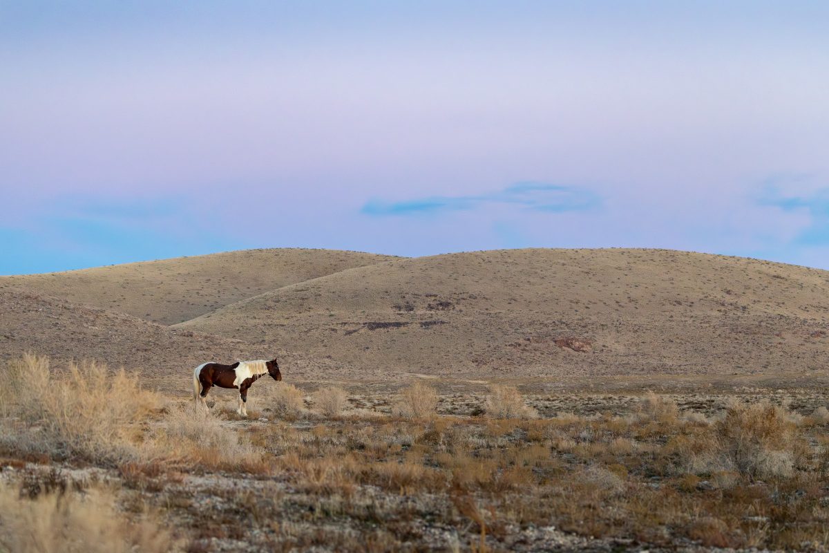 Nature & Wildlife photograph from the full Wander Like a Human collection.