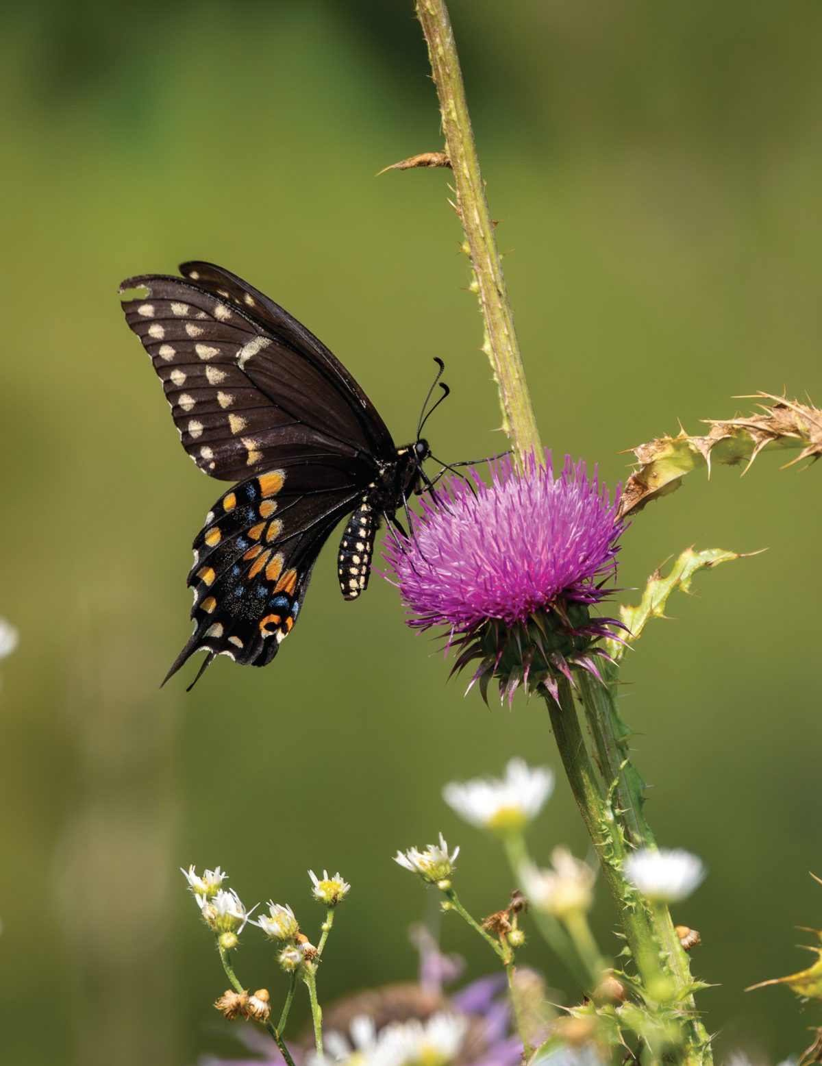 A black swallowtail butterfly feeding from a purple thistle against a softly blurred green field.