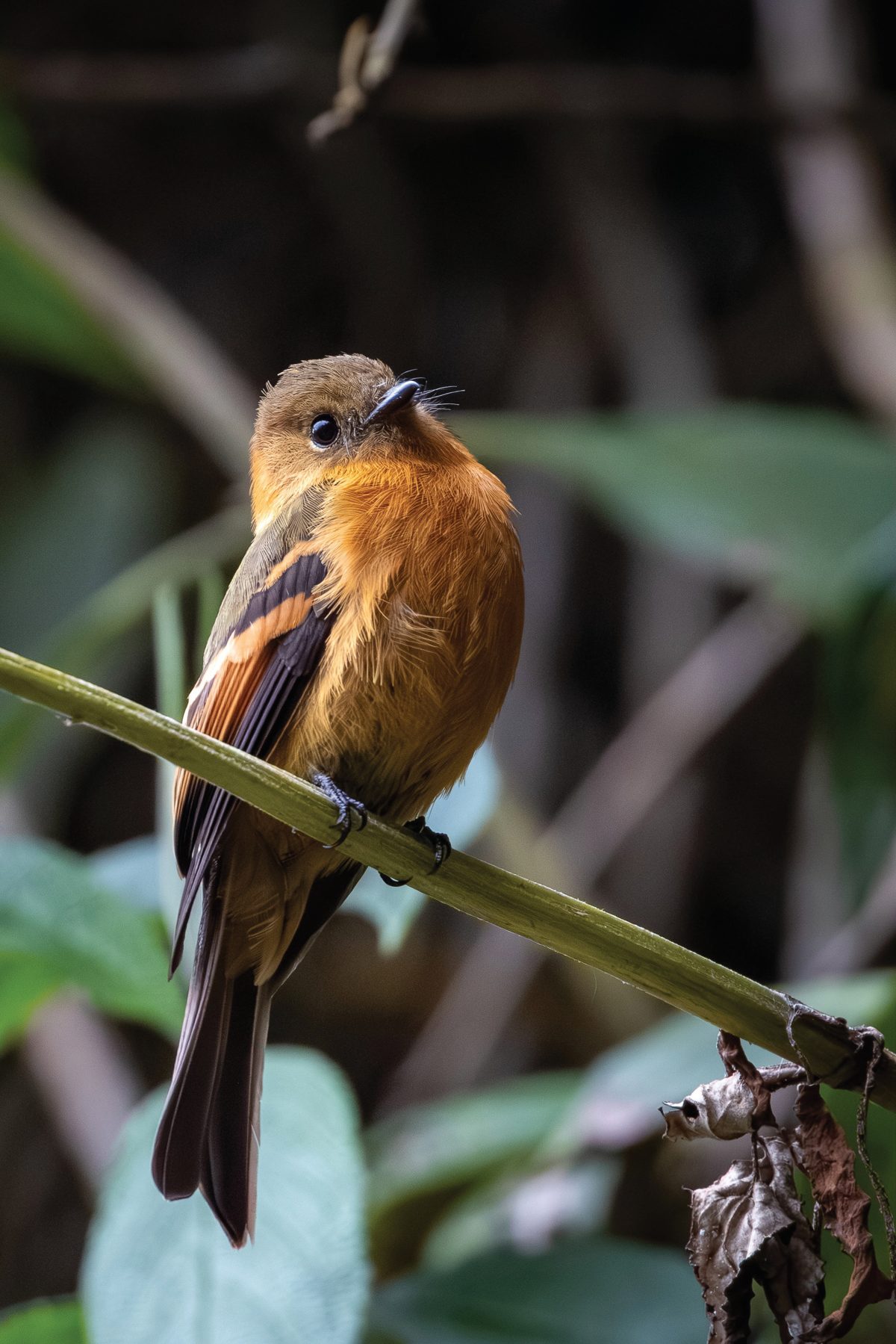 A small cinnamon-colored flycatcher perched on a diagonal stem in a tropical forest.