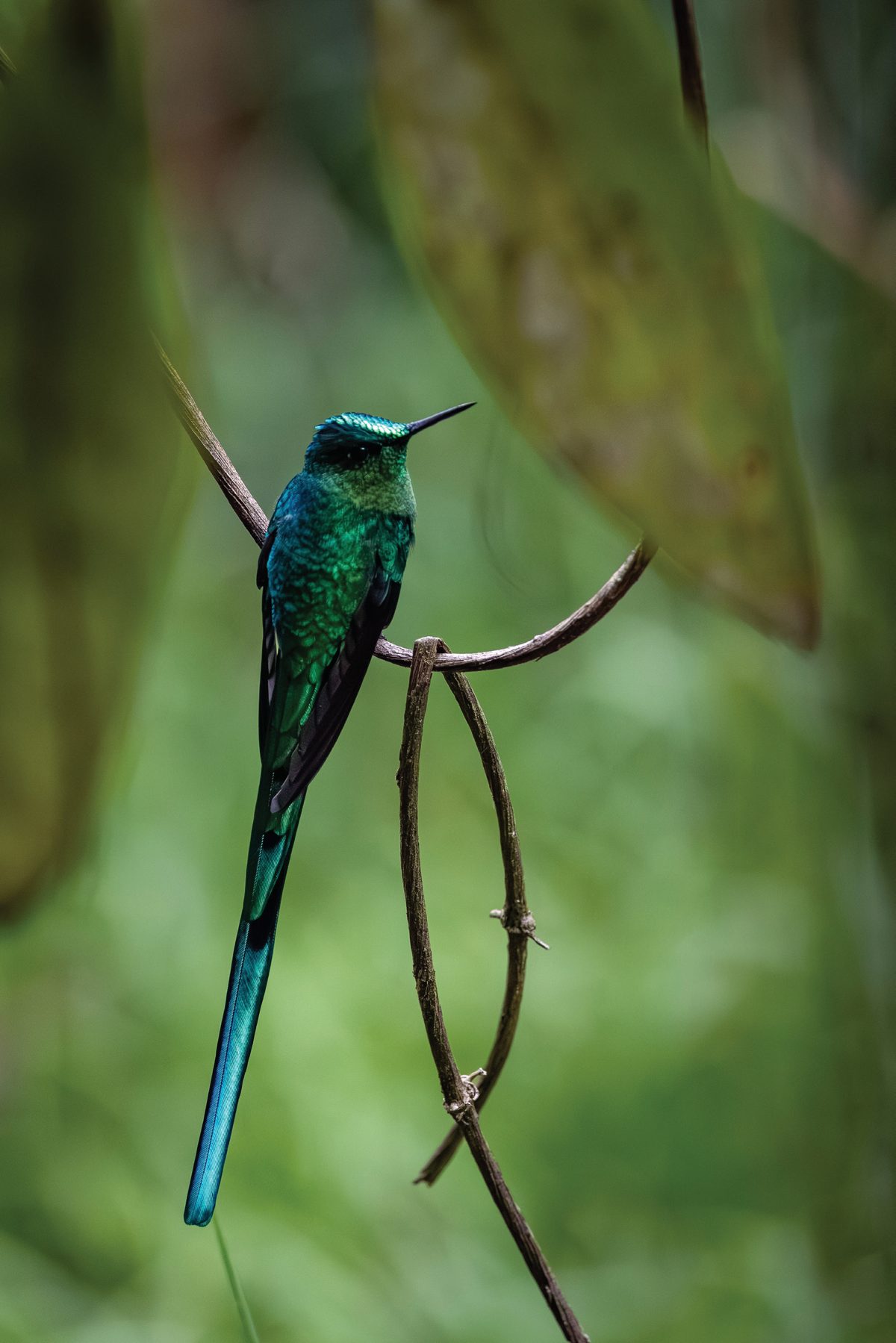 An iridescent green long-tailed sylph hummingbird perched on a bare curling branch.