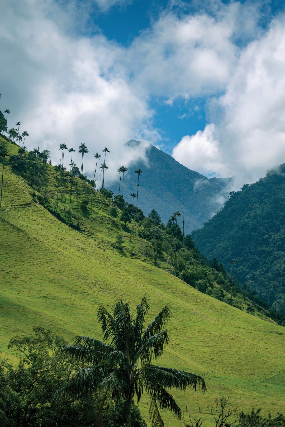 Tall wax palms rising from a steep green valley toward bright clouds and a distant mountain ridge.