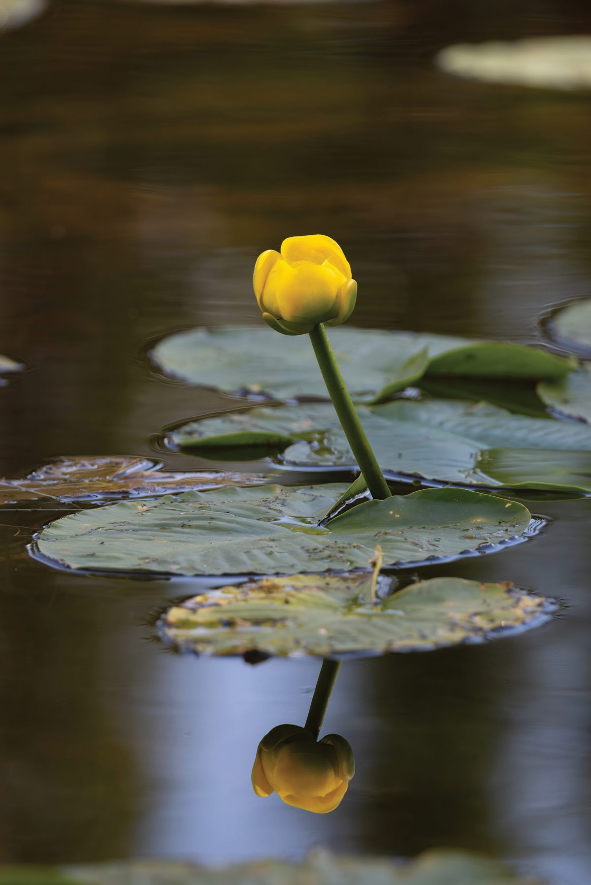 A single yellow water lily rising above dark lily pads with its reflection visible in the lake.