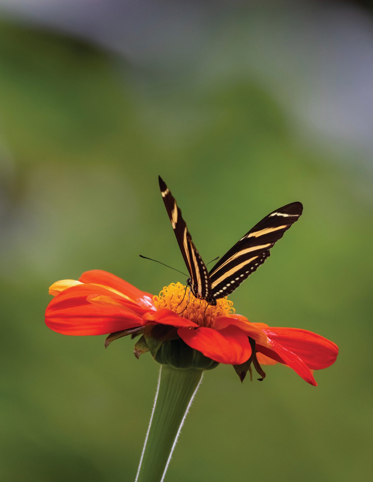 A zebra longwing butterfly balanced on a red-orange flower against an even green background.