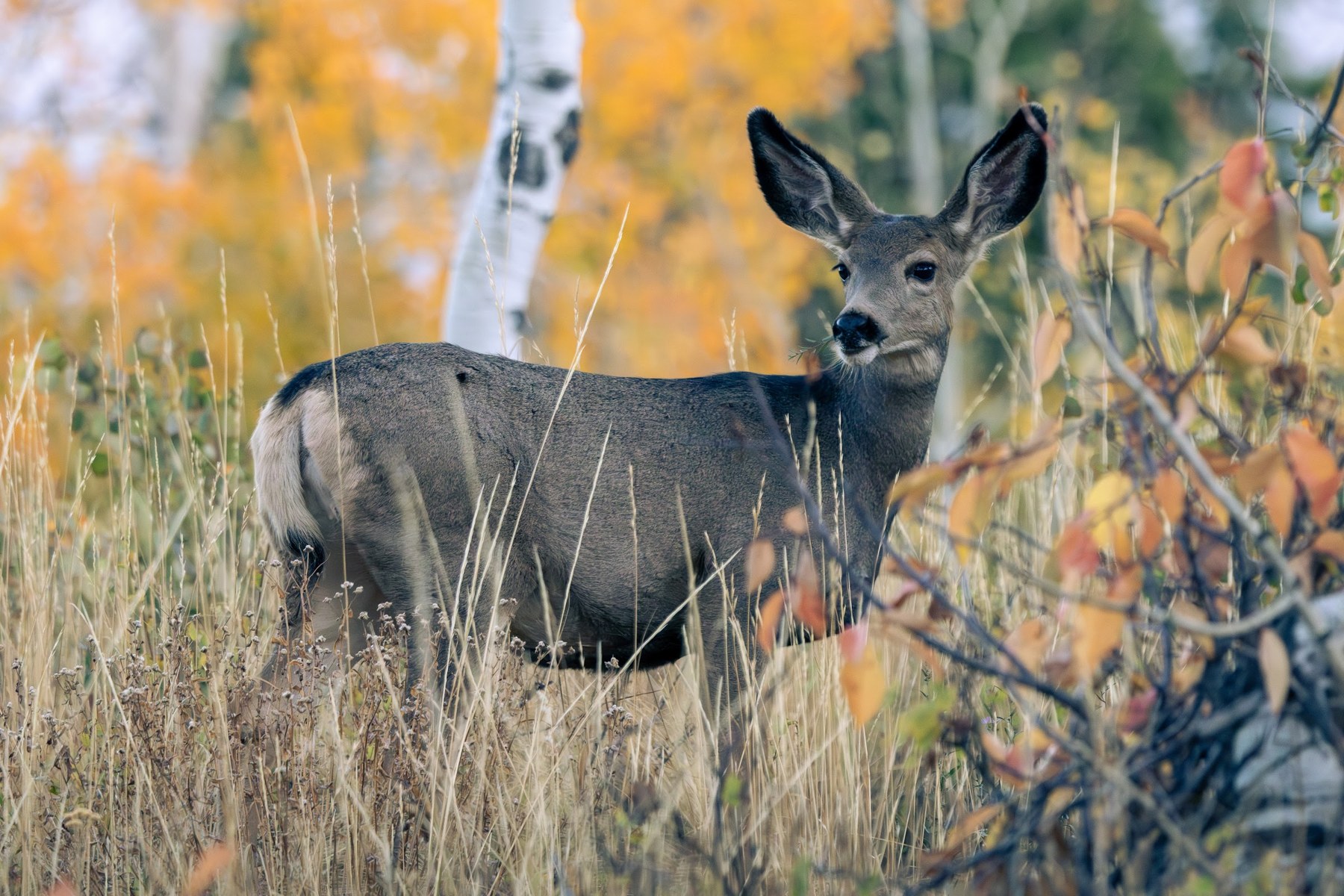 Nature & Wildlife photograph from the full Wander Like a Human collection.