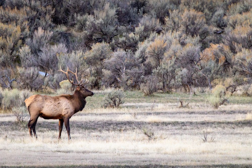 Nature & Wildlife photograph from the full Wander Like a Human collection.