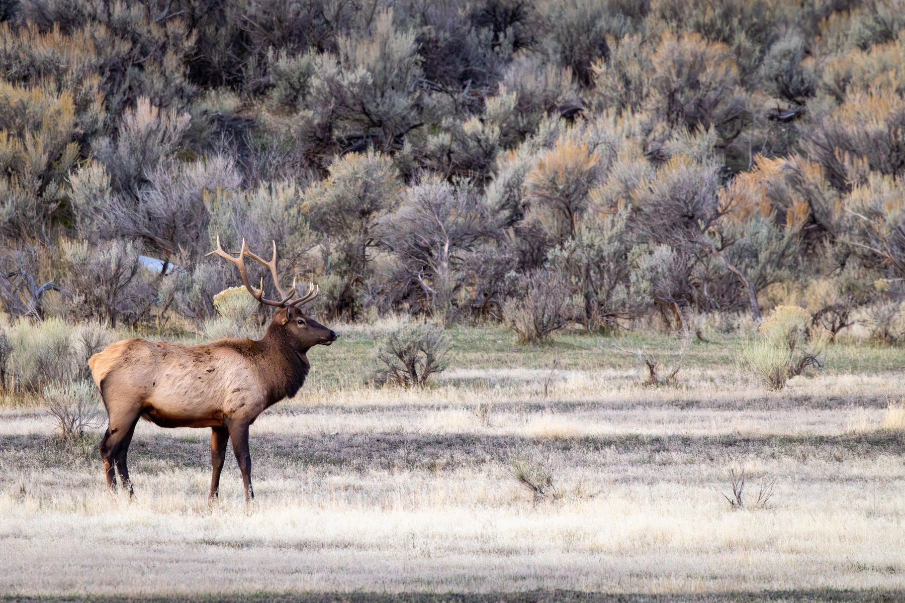 Nature & Wildlife photograph from the full Wander Like a Human collection.