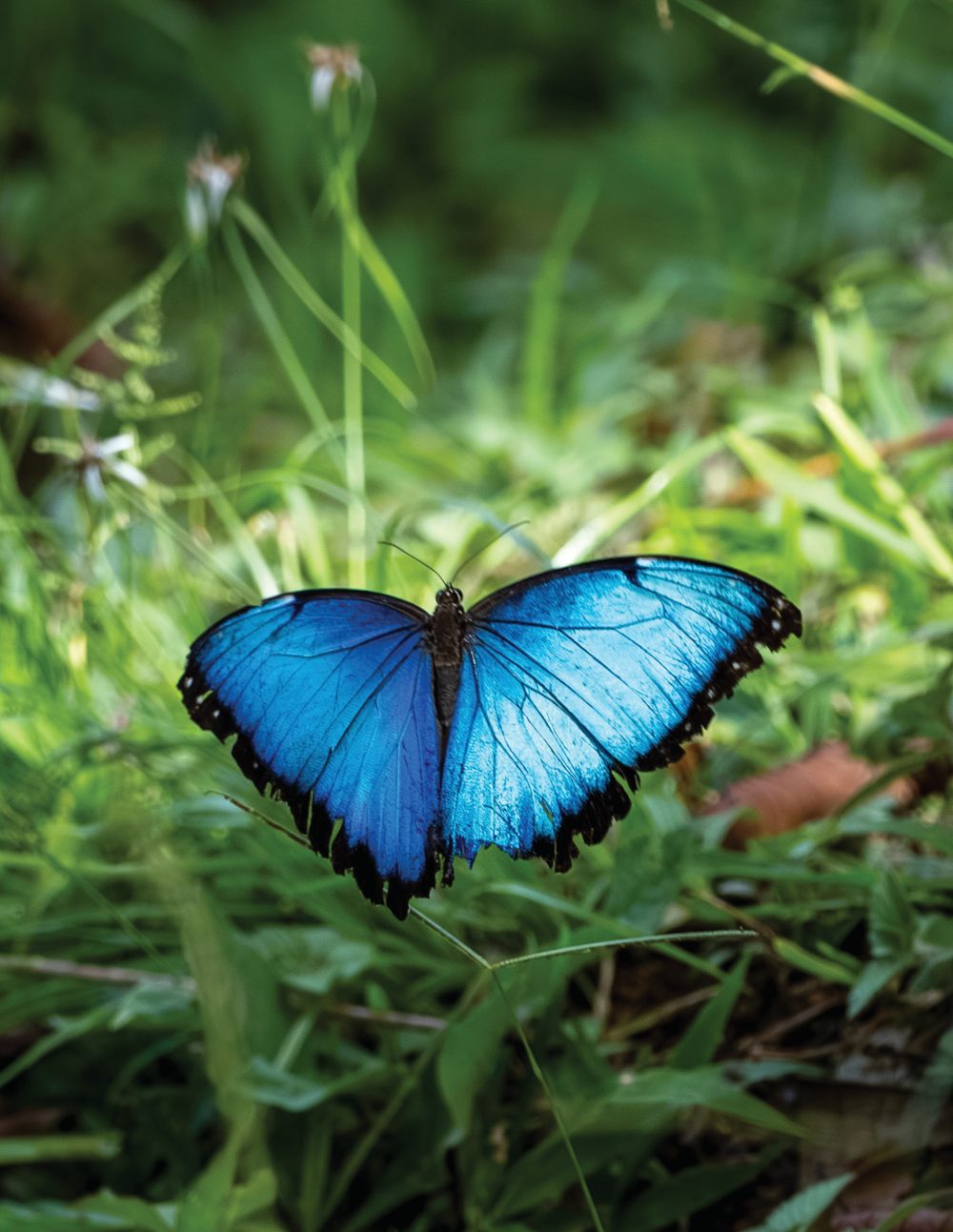 A brilliant blue morpho butterfly resting open-winged among green leaves on the forest floor.