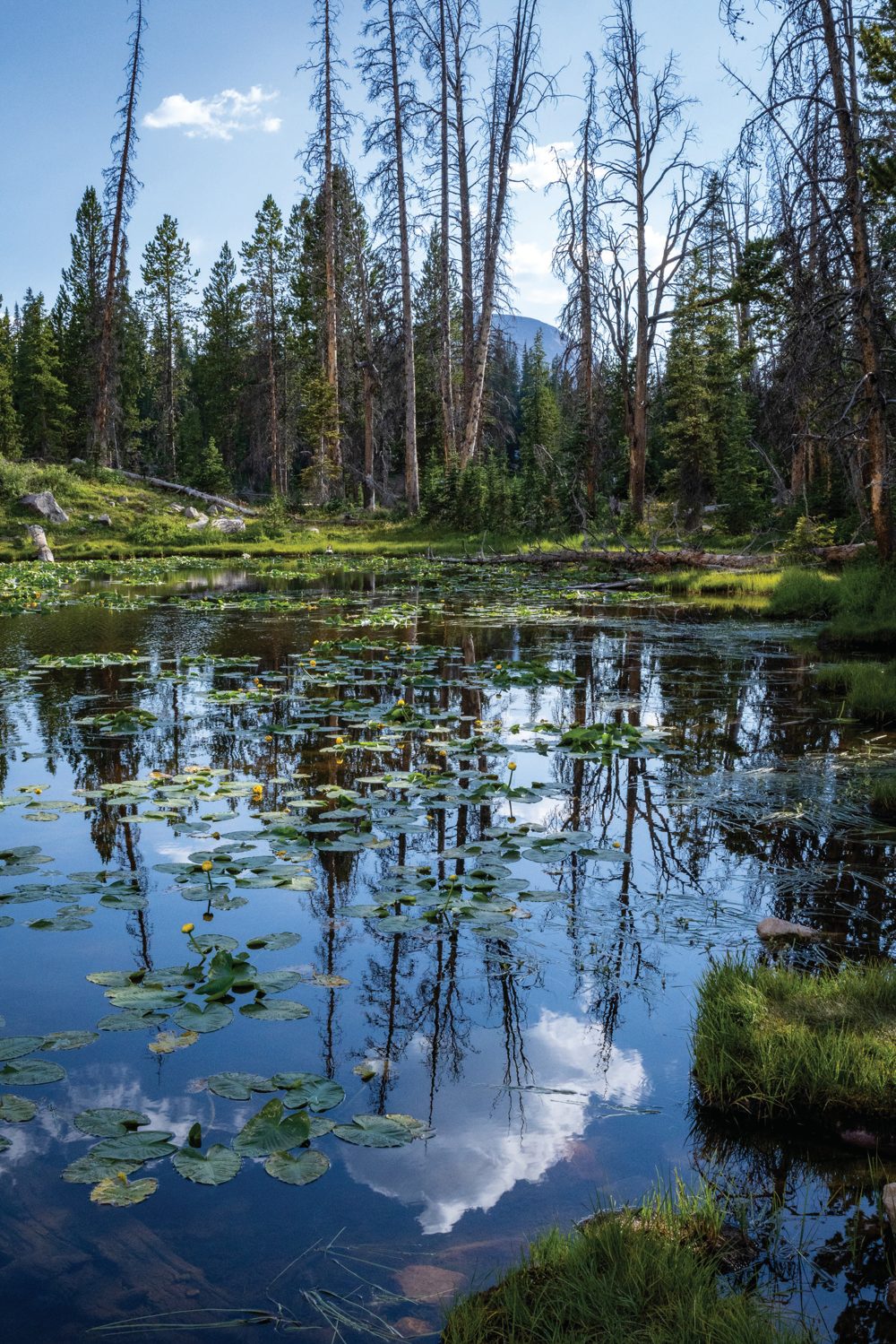 A still mountain lake filled with lily pads and reflecting a stand of tall pines beneath a blue sky.