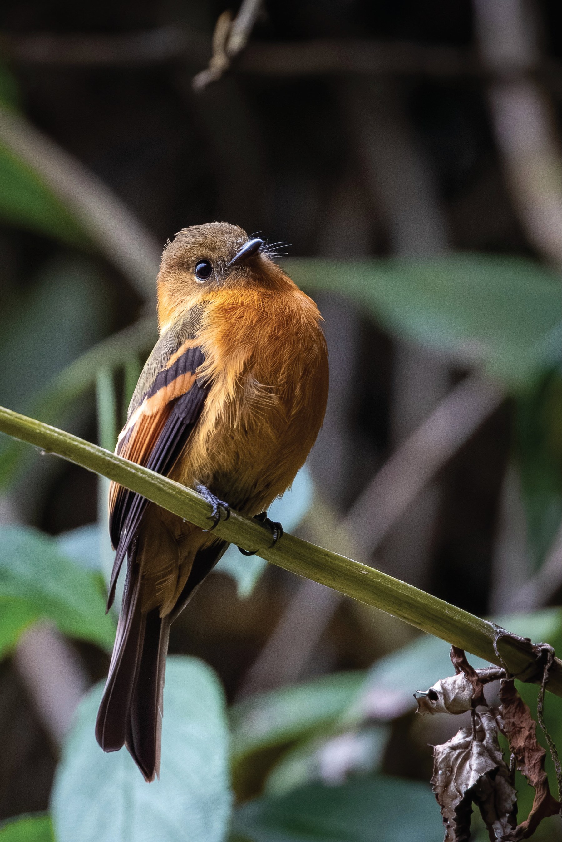 A small cinnamon-colored flycatcher perched on a diagonal stem in a tropical forest.
