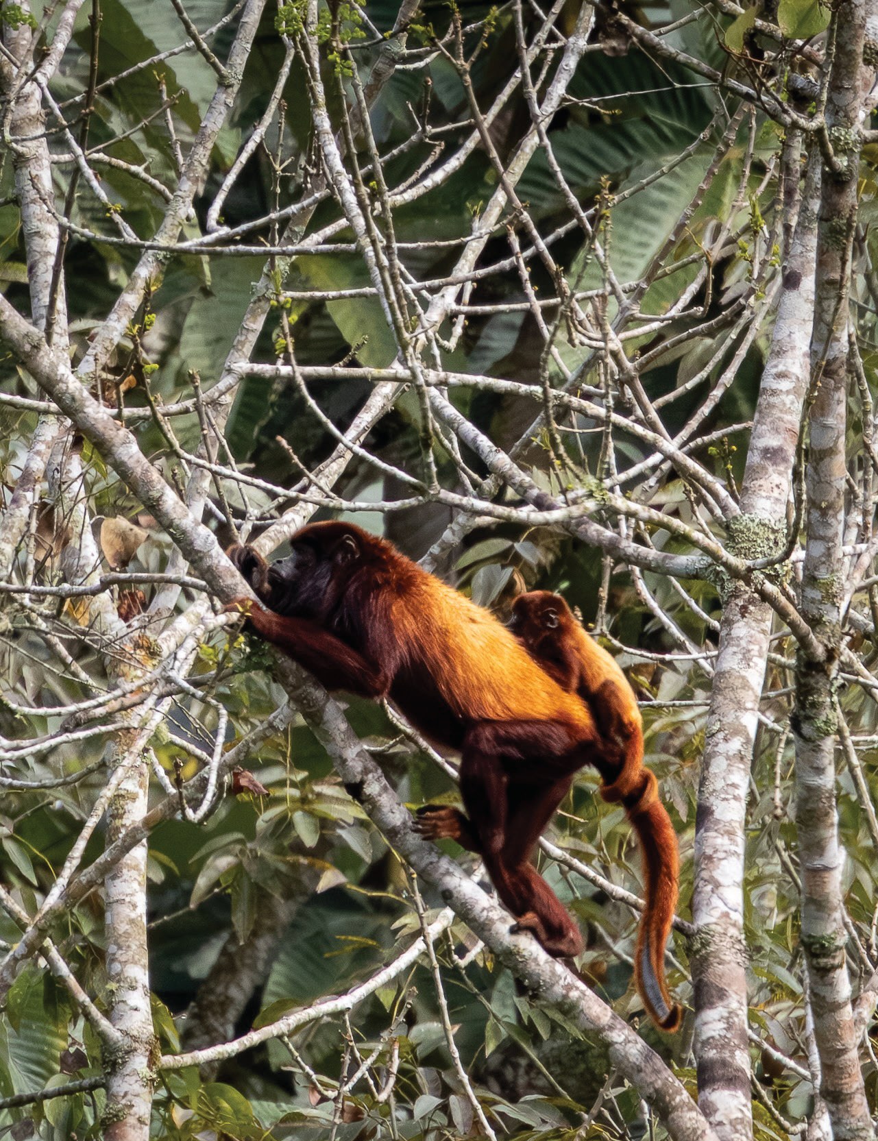 A red howler monkey moving through branches with a small baby clinging closely to her body.