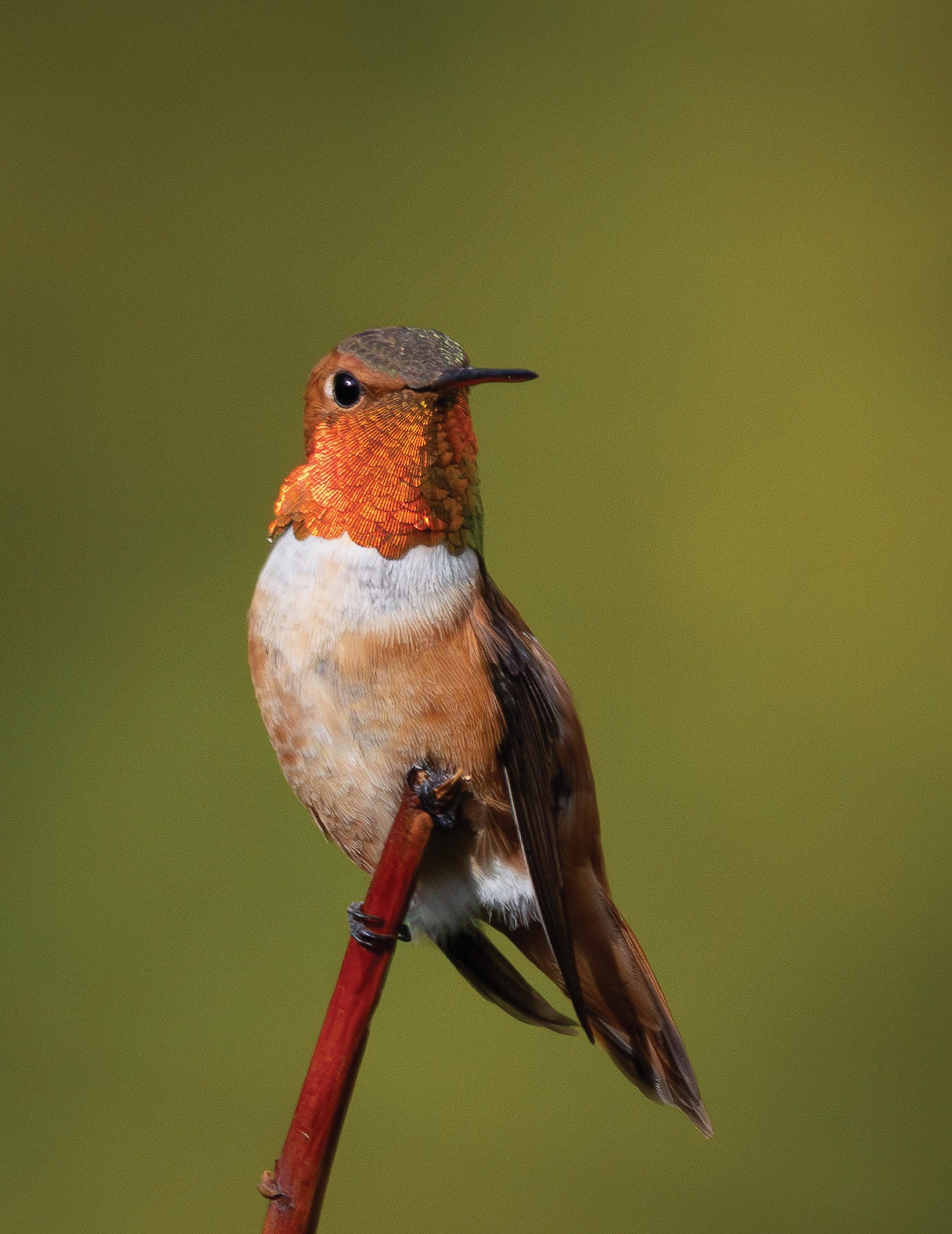 A rufous hummingbird perched upright on a slender red branch against a soft green background.