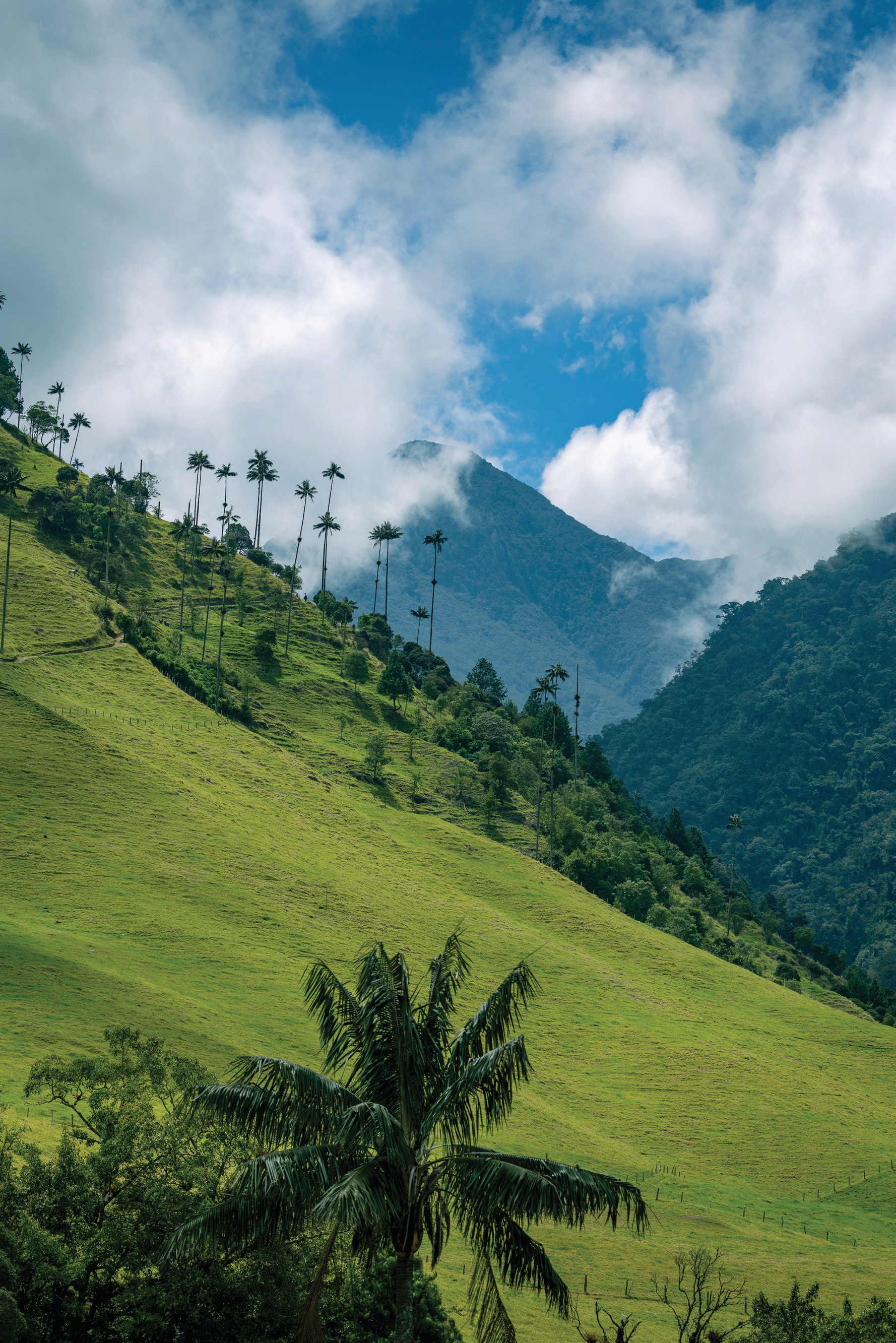 Tall wax palms rising from a steep green valley toward bright clouds and a distant mountain ridge.