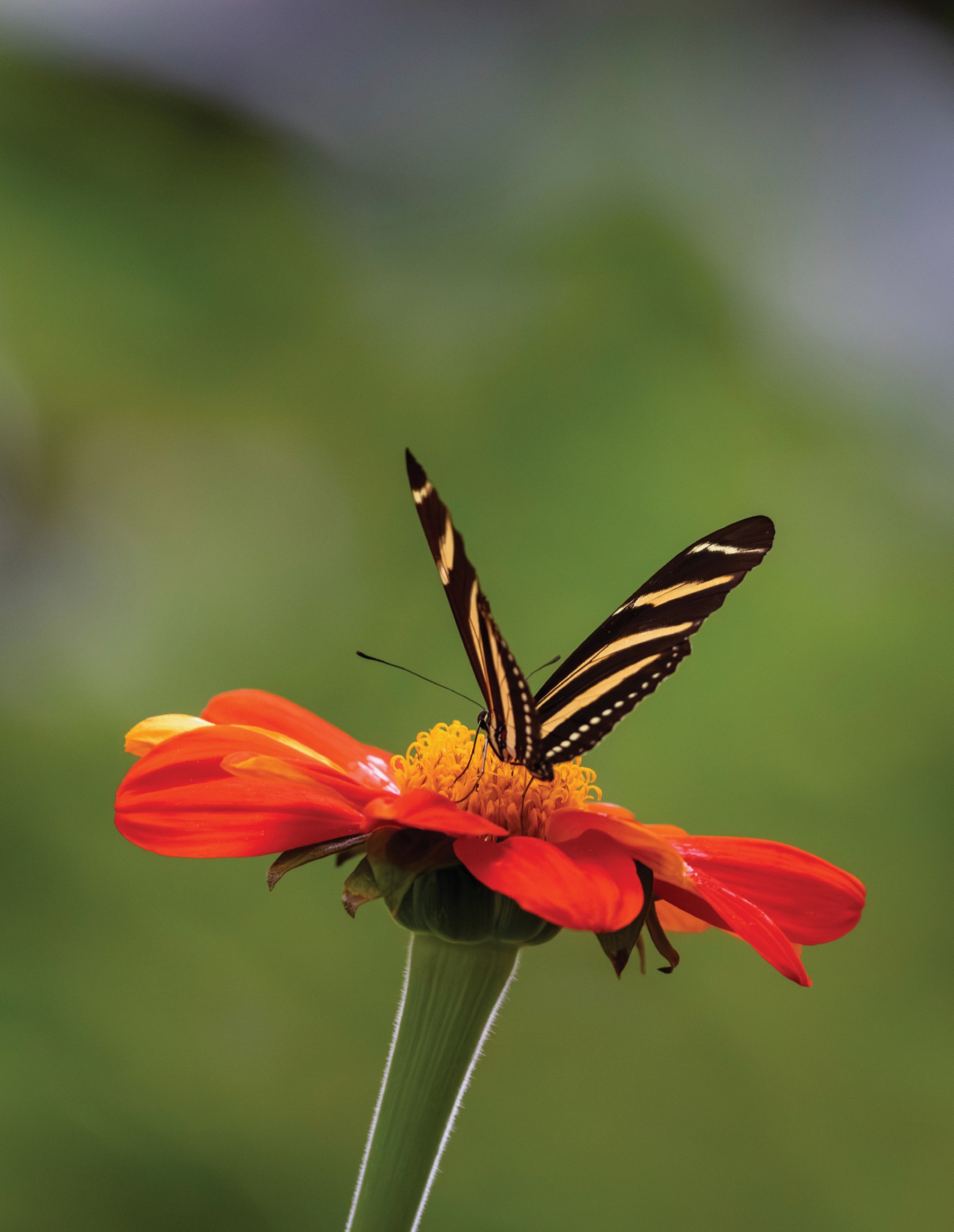 A zebra longwing butterfly balanced on a red-orange flower against an even green background.